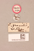 CollectionObject 1518539; 28393a2b-f987-45a9-97ee-e3c772c40ebc, NHMUK015982292: labels (holotyoe of Ommexecha gracilis). (CollectionObject).