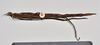 CollectionObject 1558569; 53e1fdbb-9161-455d-bcb1-b772a9e51aaa: copyright NTUC. female, ventral view (syntype). (CollectionObject).;CollectionObject 1558570; bfcc2c1d-711c-4901-beb1-4a62427f0abc: copyright NTUC. female, ventral view (syntype). (CollectionObject).