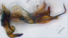 Aedeagus, lateral view: (Observation).