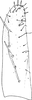 Subgenital plate, ventral view on Dapitana similis Dworakowska, 1972: Subgenital plate. (Observation).