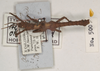 CollectionObject 1561575; 54e91f42-77a6-44e7-9373-57c31594d9a9: copyright UMO. male juv. Acanthoderus otys (holotype). (CollectionObject).