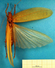 CollectionObject 1502645; 349d42c0-d7fb-4d79-9692-612153714915: female, dorsal view (syntype). (CollectionObject).