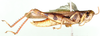 Exopropacris captiosus (Bolívar, 1908): lateral view (as Catantops interveniens). (Otu).