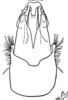 Aedeagus, ventral view: (Observation).