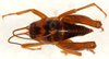 CollectionObject 1499250; f6850033-305b-49ae-b247-e8283c81b17d: male, dorsal view (holotype). (CollectionObject).