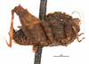 CollectionObject 1567149; 6d8c0fe4-da0c-47c1-b177-34d43bc57a56: male, lateral view (holotype). (CollectionObject).
