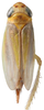 Habitus, dorsal view: Habitus, dorsal view (female). (Observation).