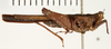 CollectionObject 1529982; ef2ecb05-d94a-4209-b613-2b69e4d95bb8: male, lateral view (holotype). (CollectionObject).