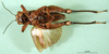CollectionObject 1502790; 0a4c59e1-506c-44f8-82e0-8a127a7da526: female, ventral view. (CollectionObject).