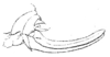 Eurymetopa obesa Redtenbacher, 1891: Pl. III, Fig. 11. ovipositor (length 15 mm). (Otu).