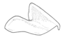 Dichroplus democraticus (Blanchard, 1851): Fig. 14. epiphallus, lateral view. (Otu).