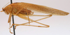 CollectionObject 1517275; bb93ab9b-e147-4c73-9cb1-6cc083a097b4: male, lateral view (holotype). (CollectionObject).