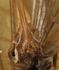 CollectionObject 1529732; 6332fa6a-3b35-420c-8bd2-d2ca89c710fe: female subgenital plate (holotype). (CollectionObject).