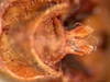 CollectionObject 1530676; bb2eff46-a62c-4d6c-9169-0e30a5663eaf: male genitals (syntype). (CollectionObject).