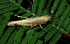 Chapulacris albanica Descamps, 1975: female. (Otu).