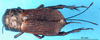 female, dorsal view (syntype of Gryllus cephalotes). Depicts CollectionObject 1476502; ce73b3a8-5929-4876-9d2d-74fd1e716b08, a CollectionObject.