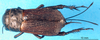 CollectionObject 1476502; ce73b3a8-5929-4876-9d2d-74fd1e716b08: female, dorsal view (syntype of Gryllus cephalotes). (CollectionObject).