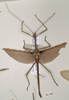 CollectionObject 1558907; befd21c5-dcfc-4676-97a0-634fd379bff4: copyright OUMNH. male of synonym Haplopus cythereus (lectotype). (CollectionObject).
