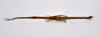 CollectionObject 1563556; 1bf13562-0a32-48bc-9da7-2b38cc70b074: copyright ZMHB, Berlin. female Dixippus jejunus, dorsal view (paralectotype). (CollectionObject).;CollectionObject 1563557; c091931c-2b98-41b9-b163-46a243f59248: copyright ZMHB, Berlin. female Dixippus jejunus, dorsal view (paralectotype). (CollectionObject).