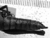 CollectionObject 1530137; aadd7f97-5494-47e3-9da8-db7978c88f49: Image Carbonell, C.S. female abdomen end, dorsal view (holotype). (CollectionObject).