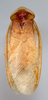 Arenivaga grata Hebard, 1920: Photo by Heidi Hopkins. Adult male, dorsal habitus. (Otu).