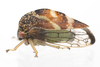 Live specimen: !! display not done !! on Cyrtolobus fenestratus (Fitch, 1851): (Observation).