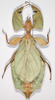 Cryptophyllium celebicum (Haan, 1842): copyright Frank Hennemann. female from Sulawesi (not type). (Otu).