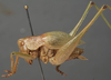 male, lateral view (lectotype). Depicts CollectionObject 1505808; af048444-933f-4d7e-bd05-6255dcda022a, a CollectionObject.