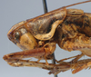 CollectionObject 1517227; 3f3f44e1-d06c-405d-8e1c-34fb0c56745a: male pronotum, lateral view (holotype of Pterolepis raggei). (CollectionObject).