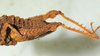 CollectionObject 1498694; d315aa8c-f889-46fa-b174-2a7894671064: female abdomen, lateral view. (CollectionObject).