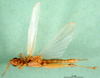 CollectionObject 1502826; ab434e2c-c841-4f6e-9718-9b86dd673fed: male, ventral view (paratype of Ochrilidia nilotica). (CollectionObject).
