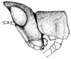 Morsea tamalpaisensis Rehn & Hebard, 1909: Pl. 12 fig. 8. female, head and pronotum, lateral view. (Otu).