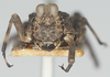CollectionObject 1581257; 7e36dcba-f6e6-463f-ad6d-8543f04fca02: female, frontal view (syntype). (CollectionObject).