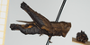 CollectionObject 1584014; 25924838-97b9-47f8-b60d-fac9cb2c9b4a, NHMUK019024467: male, lateral view (paratype). (CollectionObject).