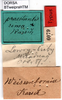 CollectionObject 1500611; 7d35663d-95d8-4a8e-8257-2b1535c543eb, DORSA BTweipraHTM: labels (holotype). (CollectionObject).