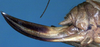 CollectionObject 1531898; 81ac4214-7d41-4be0-823f-1afc1d1a21f3: female ovipositor (holotype). (CollectionObject).