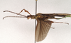 CollectionObject 1584348; CC ANIC Database No. 15 000074, 35145325-2a22-4ba4-8890-38ac04956134: copyright ANIC. male, lateral view (holotype). (CollectionObject).
