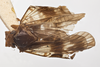Habitus, dorsal view: !! display not done !! on Bothriocera transversa Caldwell, 1943: (Observation).