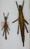 CollectionObject 1558666; 56f6a763-d046-4fd6-b598-5cfc25e7c147: copyright ANSP Philadelphia. male (holotype) and female (allotype). (CollectionObject).