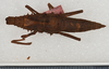 CollectionObject 1562229; 3d2923c1-8c94-4c3e-8098-a3b8dc45ed1c: copyright USNM, Washington. female of synonym Tisamenus atropos (holotype). (CollectionObject).