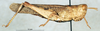 CollectionObject 1580244; 62fe0243-1a31-466d-b88e-6a4680948580: female, lateral view (paratype). (CollectionObject).