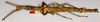 CollectionObject 1563688; 6c26fa75-21b4-4d0a-93c5-80e816367494: copyright NHMW. female (holotype). (CollectionObject).
