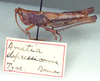 CollectionObject 1523878; 419009ce-f705-4472-91e4-c3b4b2d6da7f: Image Carbonell, C.S. subadult female, lateral view (holotype). (CollectionObject).
