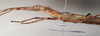 CollectionObject 1562779; 0308760d-8b97-4842-b88c-2ecb9afa9b5c: copyright QMBA. female: head and thorax, lateral view (holotype). (CollectionObject).