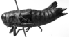 CollectionObject 1567330; a85227a1-3163-4f28-8716-aa4b4e280595: Image Carbonell, C.S. female, lateral view (paralectotype). (CollectionObject).