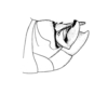 Mezentia gibbera Stål, 1878: Fig. 3. male abdomen tip, lateral view. (Otu).