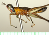 CollectionObject 1544420; 698b0fed-0b0b-4809-a1fb-6f5a0abddc28: male, lateral view (holotype). (CollectionObject).