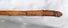 CollectionObject 1560991; NMW 227, 7fa38c3f-f13b-4740-bc05-bac1a831a840: copyright NMW, Vienna. female: end of abdomen, dorsal view (holotype). (CollectionObject).