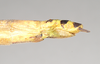 CollectionObject 1562259; 254d0a21-a3c9-48b5-b63c-04fff24f039f: copyright Natural History Museum, London. female: end of abdomen, lateral view of Phasma tithonus (synytpe). (CollectionObject).