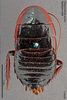 CollectionObject 1573438; MVMA T 4428, f27192b2-8409-4d3d-bda7-f3904cef9e95: Copyright Museum Victoria / CC BY. Neotype, male, dorsal. (CollectionObject).